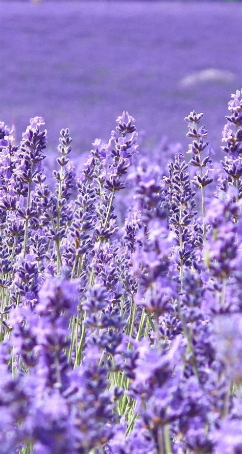 Lavender Aesthetic Wallpaper Aesthetic Lavenders Wallpapers - Romeo ...