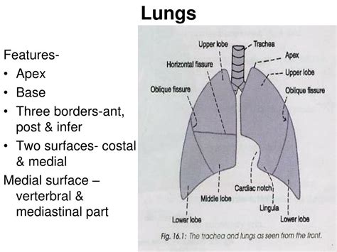 PPT - Lungs PowerPoint Presentation, free download - ID:4626662