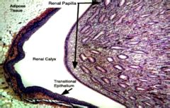 REM1 1.8 kidney histology flashcards | Quizlet