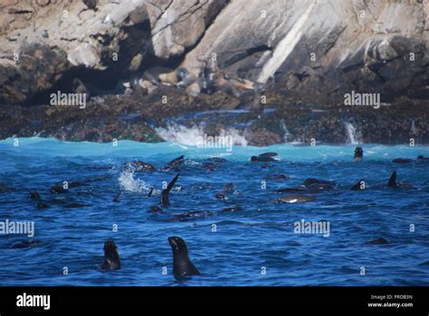 San francisco farallon islands wildlife hi-res stock photography and images - Alamy