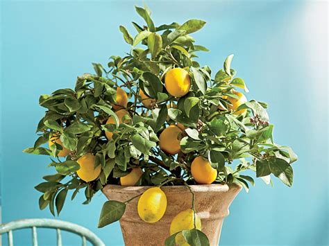 How To Plant And Keep An Indoor Lemon Tree From Just 1 Lemon Seed