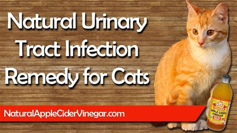 Apple Cider Vinegar Remedy for Cat Urinary Tract Infections (UTI) | Urinary tract infection ...