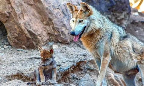 Conservation leads to removal of Mexican wolf from extinct species list