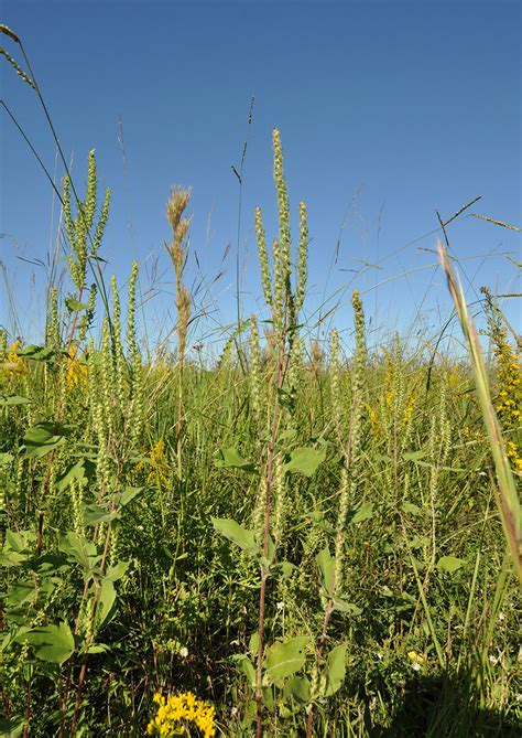 Marsh Elder Weed