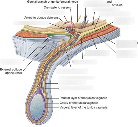 Anatomy: Spermatic cord Diagram | Quizlet