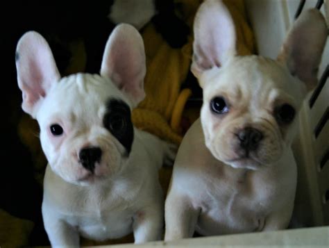 White French Bulldog — All you need to know | by Trevor Nilsson | Medium