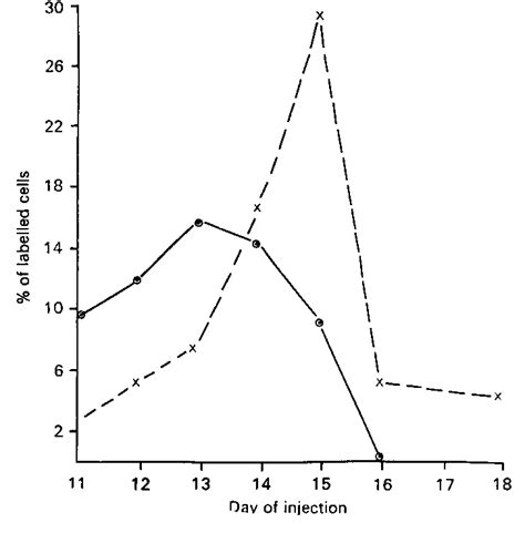 Figure 1 from Development of the indusium griseum. III. An ...