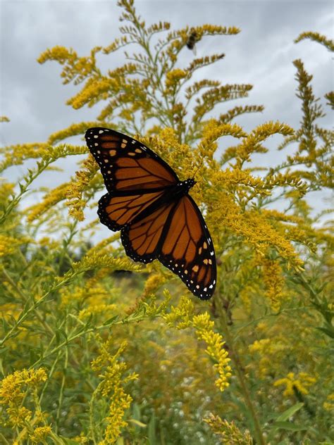 Monarch Marathon: Fall Butterfly Migration in Piedmont Park - Piedmont ...