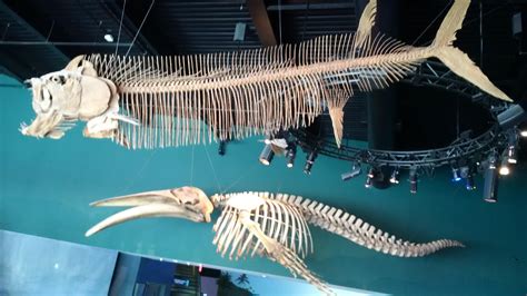 Prehistoric fish skeleton compared to a blue whales skeleton : r/interestingasfuck
