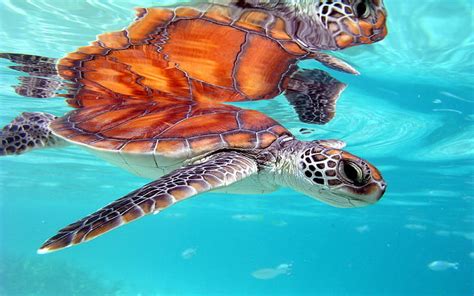 HD wallpaper: Marine Honu Turtle Bora Bora South Polynesia Desktop Background 3840×2400 ...