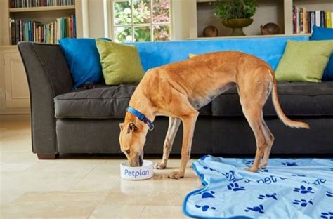 10 Best Dog Food for Greyhounds in 2023: The Ultimate A-Z Guide