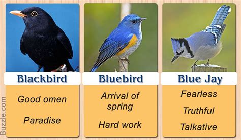 Blackbird, Bluebird, and Blue Jay | Blue bird, Animal totem spirit ...