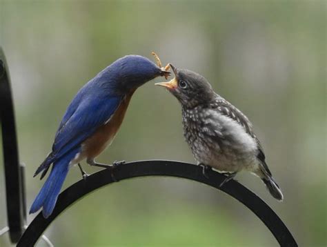 Bird Nesting - Birds and Blooms