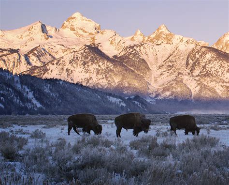 Homepage | POWDERHORN