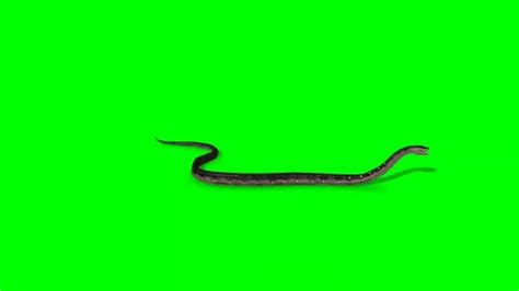 Snake Attacking Green Screen Snake Attack Stock Footage Video (100% ...