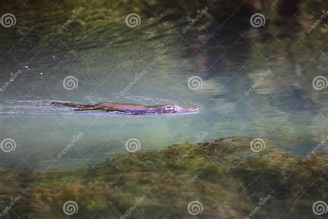 Platypus Swimming in Its Lake in Australia Stock Photo - Image of elusive, monotreme: 27140312