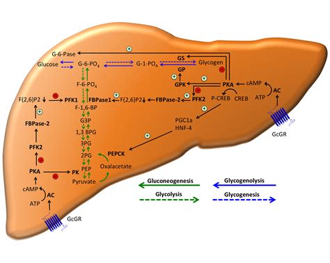 The New Biology and Pharmacology of Glucagon | Physiological Reviews