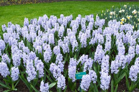 Hyacinth Pictures | Bulb flowers, Spring flowering bulbs, Amaryllis bulbs