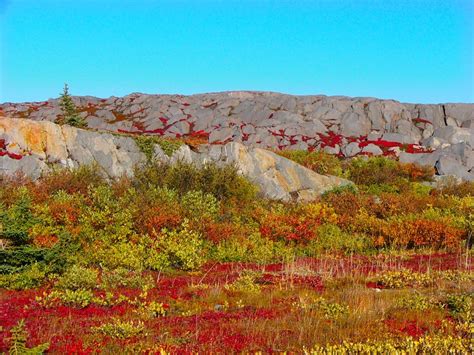 The Arctic Landscape | Churchill Polar Bears