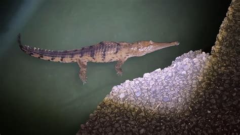 Lake Eacham: Freshwater croc at Tablelands lake to stay | Herald Sun