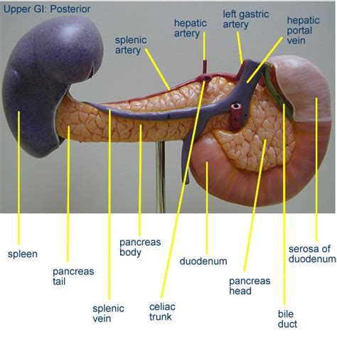 Pin by Daffodilcooper on k | Anatomy organs, Human body anatomy ...