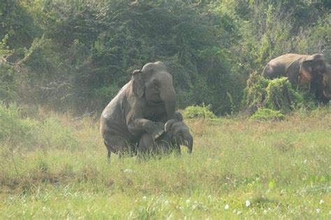 Unusual sexual behaviour of a bull elephant at the Wasgamuwa National Park