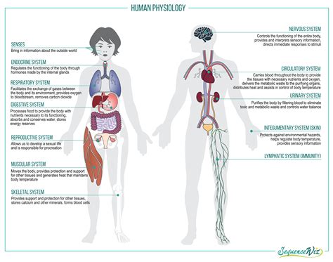 Why Do I Have to Take Anatomy and Physiology Classes Before Medical ...