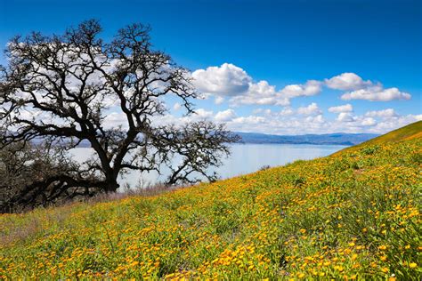 9 California Destinations for Spectacular Spring Wildflowers | CABBI