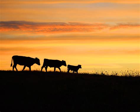 Country Cows at Sunset (North Carolina)#WILDLIFE #PHOTOGRAPHY #COLORS OF NATURE #ADORABLE # ...