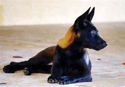 Rare Sable colored Belgian Malinois Sent In By @servicedogs.of.ig # ...