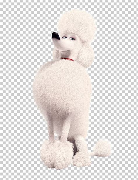 Poodle Gidget Film Pet Illumination Entertainment PNG, Clipart ...