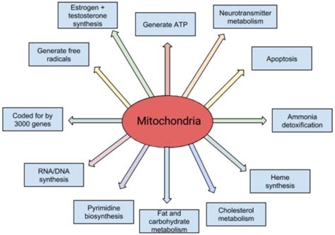 What is Mitochondrial Dysfunction? - Tempo Bioscience