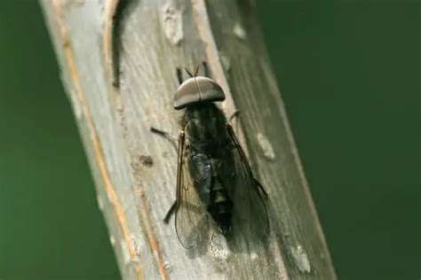 Where Do House Flies Lay Eggs? - pestwhisperer.com