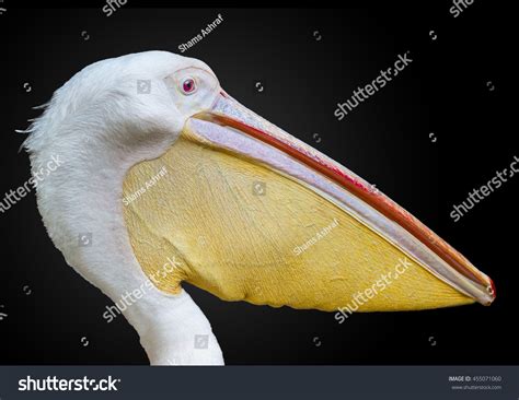 71,393 Pelican Beak Images, Stock Photos & Vectors | Shutterstock