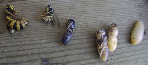 Western Yellow Jacket, Various stages from larvae to adult - Vespula ...