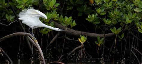 COP15 ends with landmark biodiversity agreement