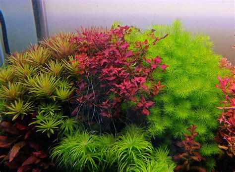 Ludwigia Palustris ‘Super Red’ – The Aquascape Shop