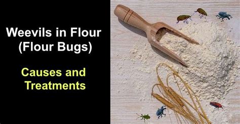 Weevils in Flour (Flour Bugs): Causes and Treatments