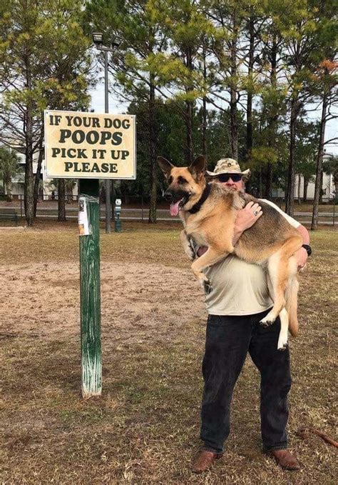 21 Signs That Have No Business Being This Funny | Dogs pooping, Funny animal photos, Dogs