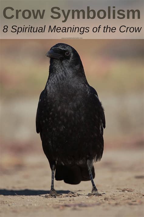 Crow Symbolism: 8 Spiritual Meanings of the Crow — Amanda Linette Meder