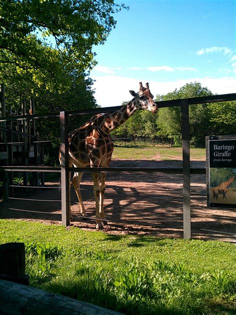 Dickerson Park Zoo, Springfield, MO :) | Springfield missouri, Favorite places, Springfield