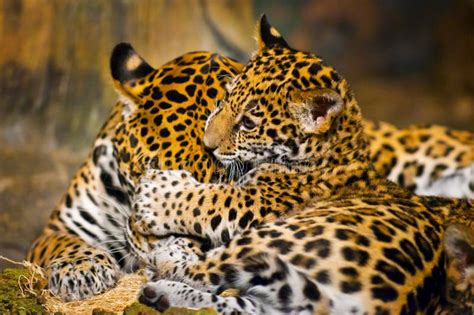 Jaguar Cubs stock photo. Image of eyes, feline, forest - 29253334