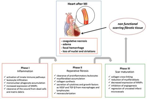 Schematic representation of the healing process of the myocardium after... | Download Scientific ...