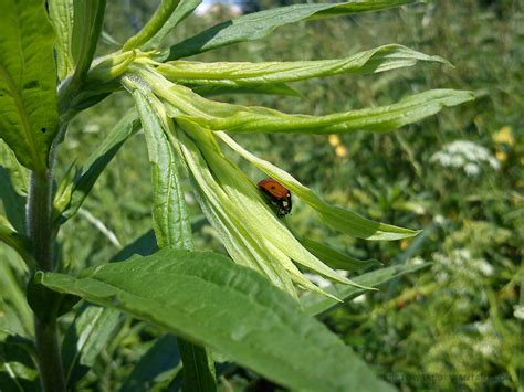 Macro - Ladybug under the leaf by Kretowski on DeviantArt