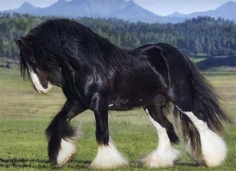 Clydesdale horses, Big horses, Horse breeds