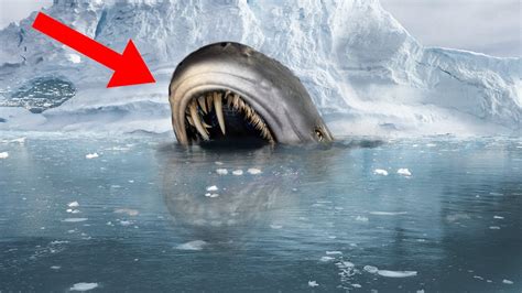 10 Most Bizarre Creatures Found In Antarctica! - Go IT