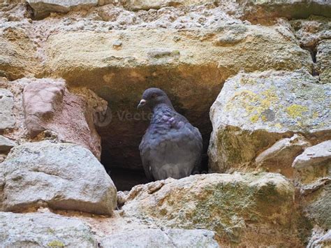 domestic pigeon animal 5229760 Stock Photo at Vecteezy