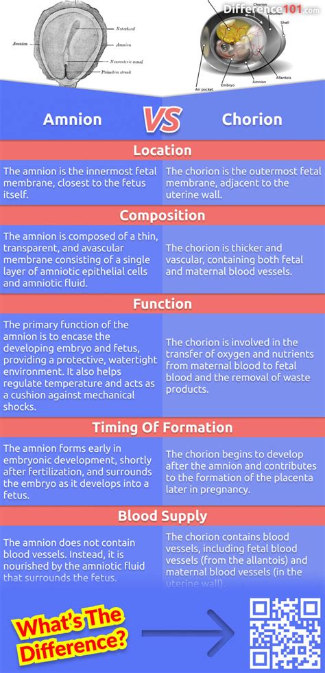 Amnion vs. Chorion: 5 Key Differences, Pros & Cons, Similarities ...