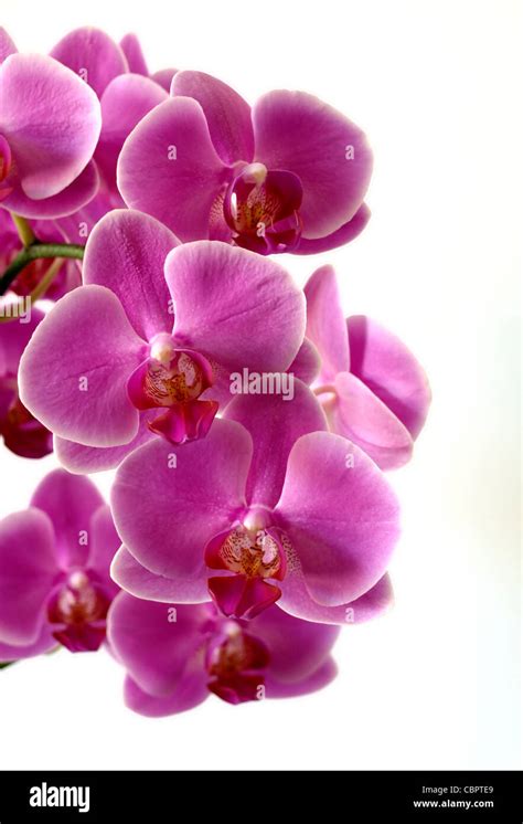 Pink orchid on a white background Stock Photo - Alamy