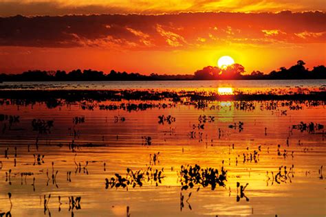 Pantanal é paraíso da fauna e flora